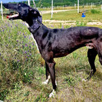 Windhund Wenzel, schwarz-weiß