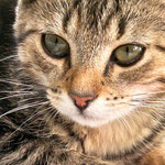 Agnes