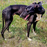 Windhund Wenzel, schwarz-weiß
