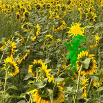 All the flowers