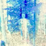 Forest serie 1