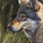 Lobo Ibérico - Pastel - 30x40