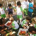 Aprofitem els nostres fruïts...melmelada pels papàs!