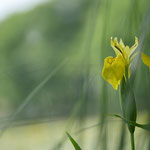  Iris pseudacorus Sumpfschwertlilie