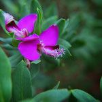 Polygala myrtifolia