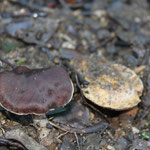 Cortinarius sp  i Hebeloma sp