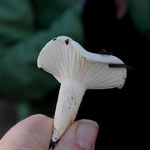 Hygrophorus cossus