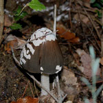 Coprinopsis picacea