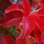 Parra verge (Parthenocissus tricuspidata)  el color rois de la tardor produït pel pigment licopé