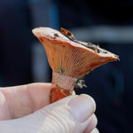 Lactarius sanglifus