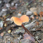 Laccaria affinis