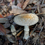 Amanita citrina