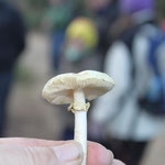 Amanita citrina