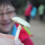 Amanita citrina