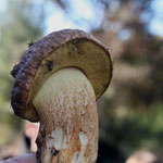 Leccinum lepidum