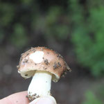 Russula sp