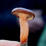 Lactarius subumbunatus