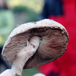 Agaricus sylvaticus