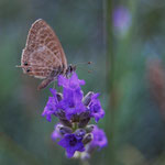 Blaveta del romaní (Leptotes pirithous) molt abundant al romani aquests dies possiblement exemplars migrantsdel nord