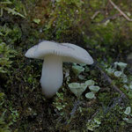 Russula fragilis