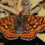 Euphydryas aurinia