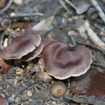 Cortinarius sp