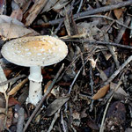 Amanita citrina