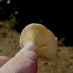 lactarius chrysorreus