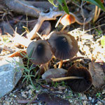 Psathyrella conopilus