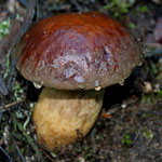 Leccinum lepidum