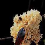 Ramaria sp.