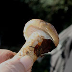 Hygrophorus personii