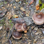 Cortinarius sp.