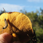 Suillus granulatus