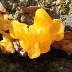 Tremella aurantia