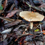 Hebeloma sp.