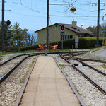 Schweizer-Eisenbahnen - Bahnhof Arzier