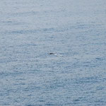 岸からすぐのところに、鯨が顔を出しています