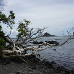 真っ黒い火山岩と、白く朽ちた枝のコントラスト。