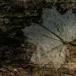 Blatt Foto R.Fortmeier