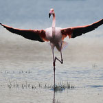 Flamingo Zwillbrock  Foto H.Kösters
