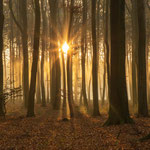 Sonnenaufgang im Wald Foto W.Rusch