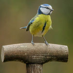 Blaumeise Foto: W.Rusch
