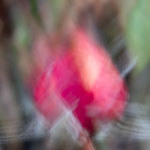 Bild 36