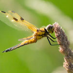 Vierflecklibelle