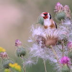 Distelfink  Foto F.Niesing