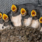 Rauchschwalben Foto F.Niesing