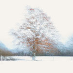 Bild 38