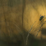Bild 20