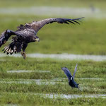 Seeadler attackiert Blässralle
